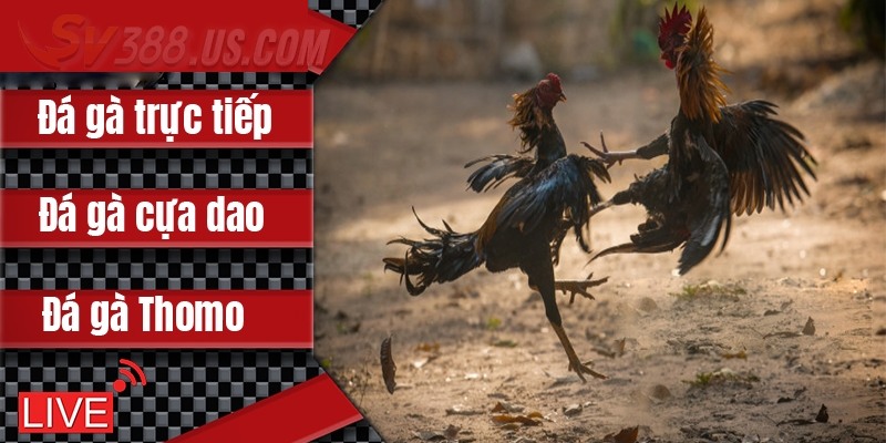 Các hình thức chọi kê đang thịnh hành
