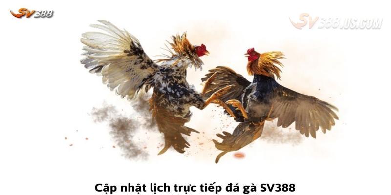 Hướng dẫn trải nghiệm đá gà online dễ dàng
