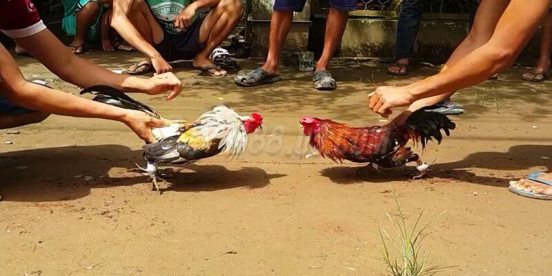 Khám phá SV388 trực tiếp đá gà cựa sắt