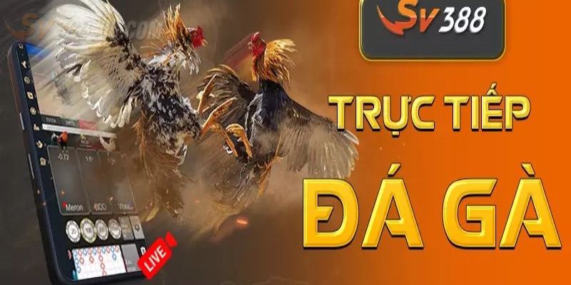 SV388 Trực Tiếp Gà Đòn - Giải Trí Đỉnh Cao Và Đầy Kịch Tính Sơ lược thông tin về SV388 trực tiếp gà đòn