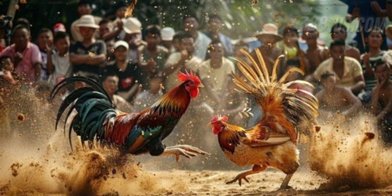Tìm hiểu hack đá gà SV388