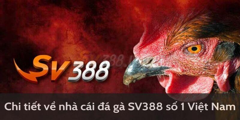 Tổng quan nhà cái đá gà SV388