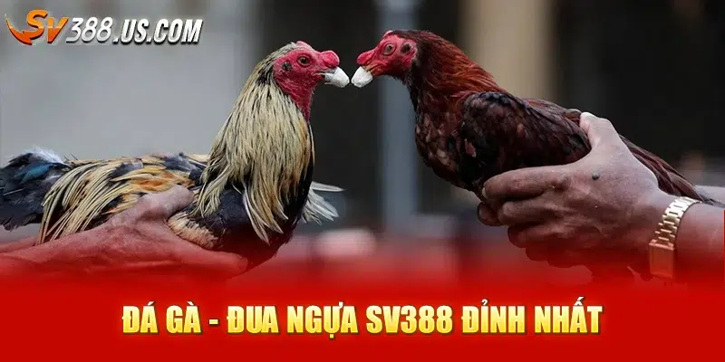 Đá gà - Đua ngựa SV388 đỉnh nhất