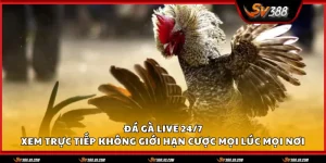 Da ga live 24 7 1 11zon