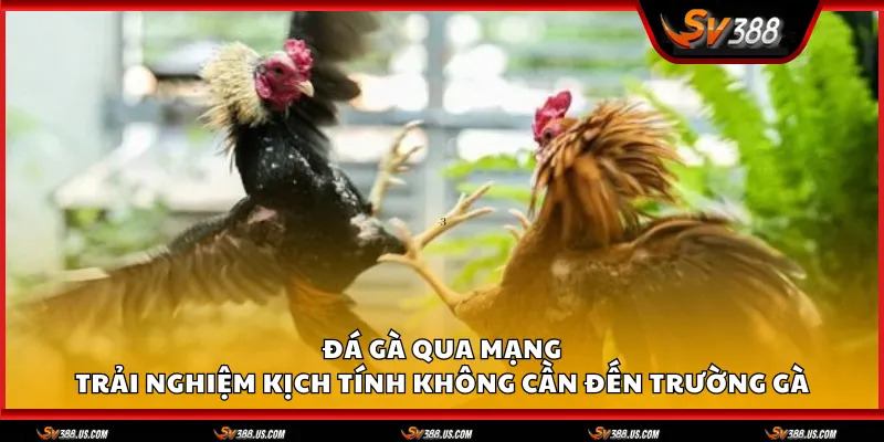 Da ga qua mang 1 11zon